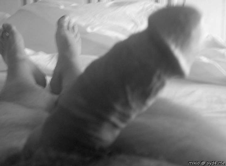 Photo of a rooster from mixio