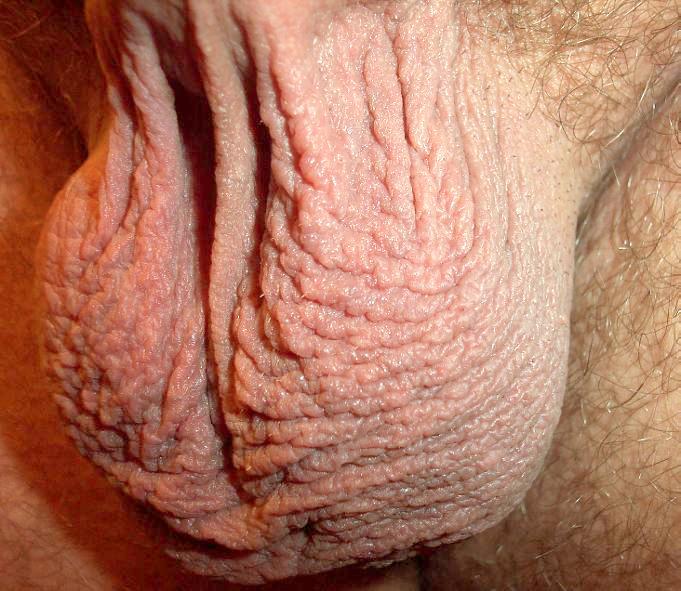 Testicles Photo from lilsoftee
