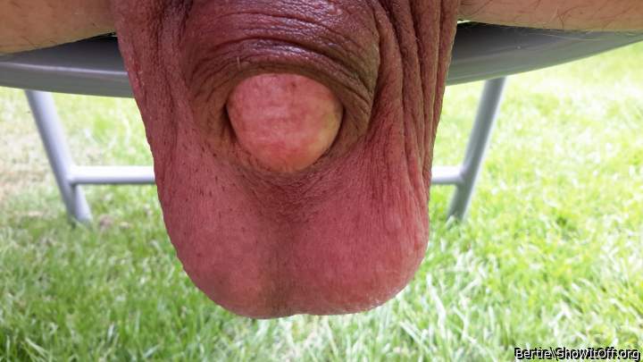 Photo of a wiener from Bertie