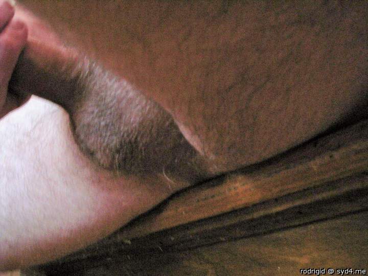 Photo of a middle leg from rodrigid
