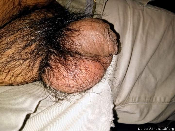 Photo of a cavalier from Delbert