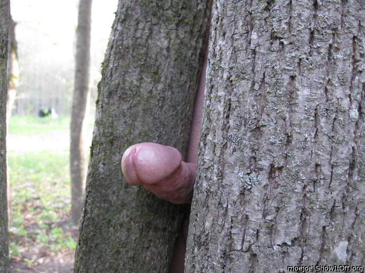 I love trees !