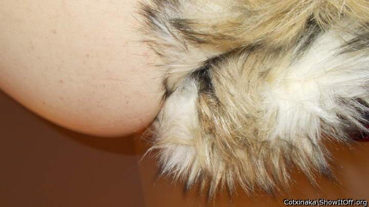 foxtail_04