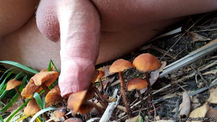 Photo of a middle leg from covas