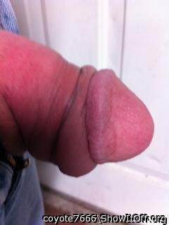 Photo of a horn from coyote7666