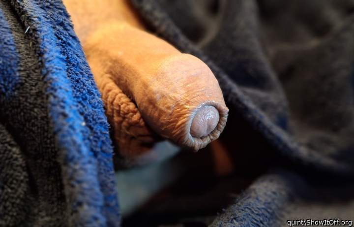 Photo of a cock from quint