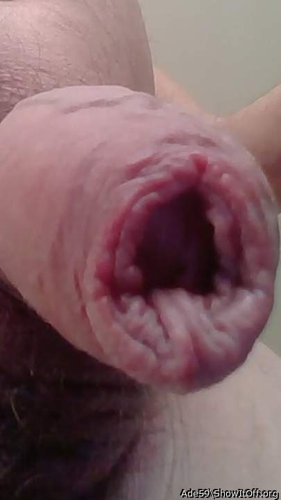 Photo of a bat from Ade59