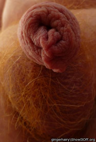 Photo of a horn from gingerhairy