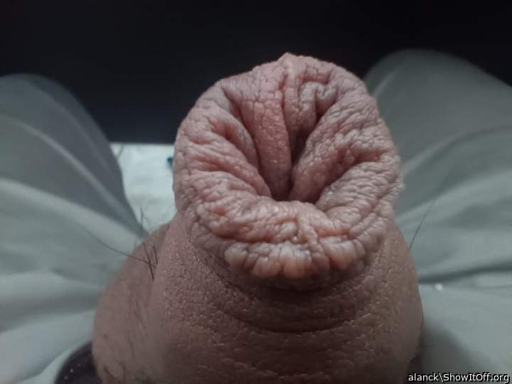 Photo of a python from alanck