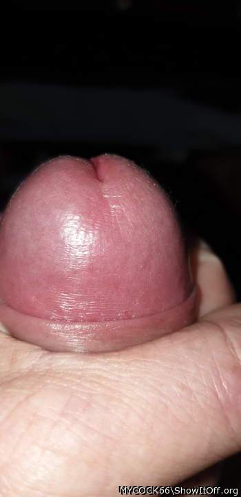 Photo of a bat from MYCOCK66