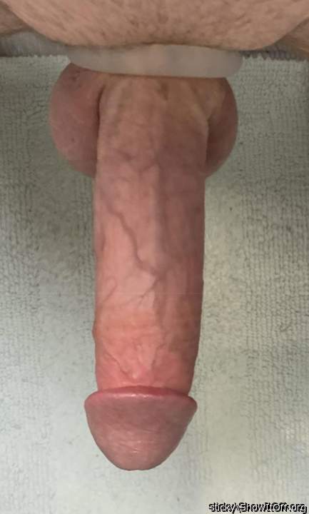 Photo of a middle leg from sticky