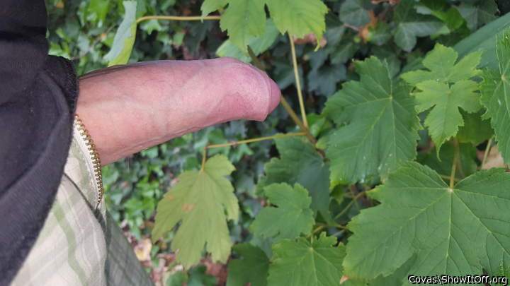 Photo of a middle leg from covas