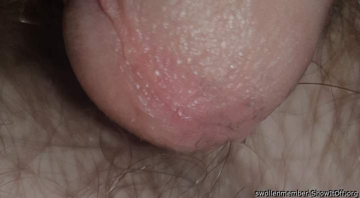 Photo of a python from swollenmember