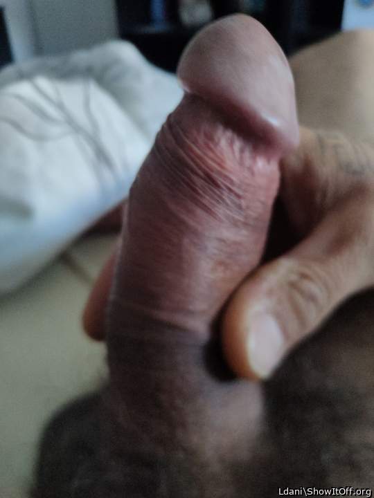 Photo of a python from Ldani