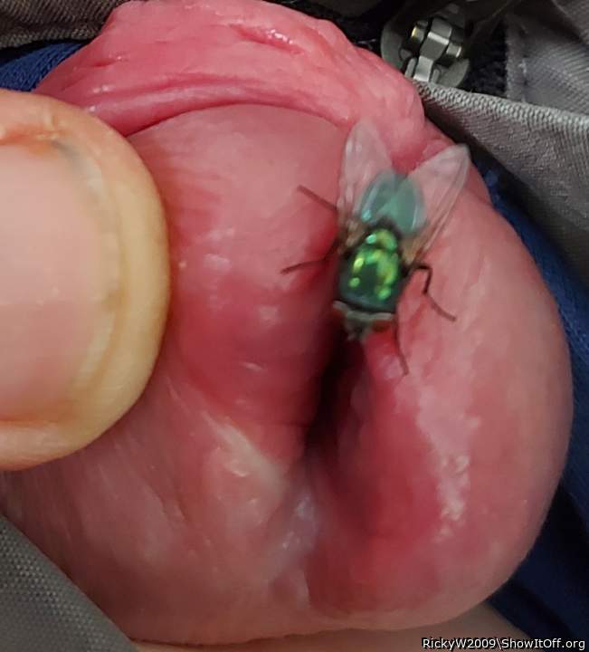 Friendly fly drinking