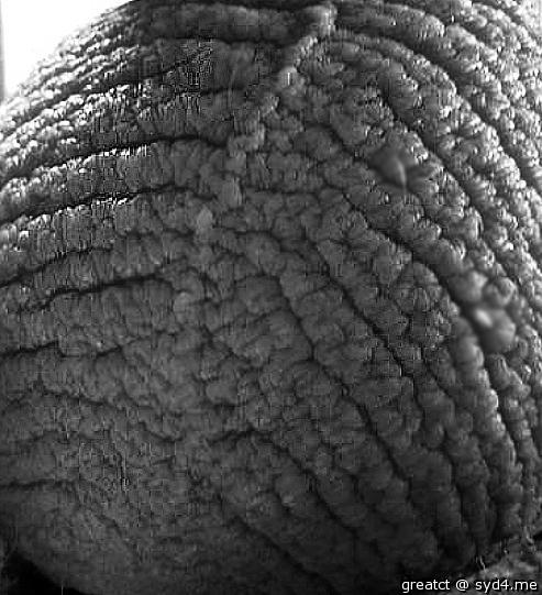 What a beautiful cerebrum!?  