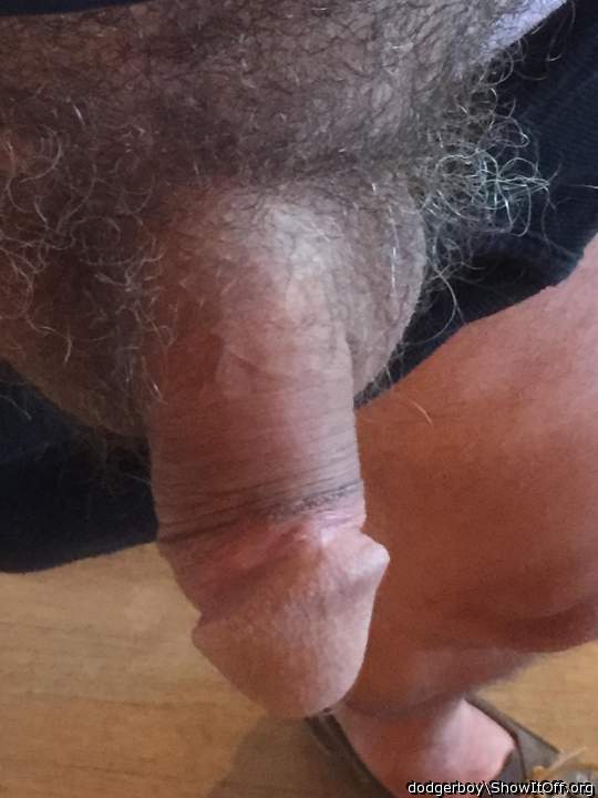 Photo of a cavalier from dodgerboy