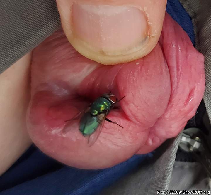 Fly enjoying cock juice