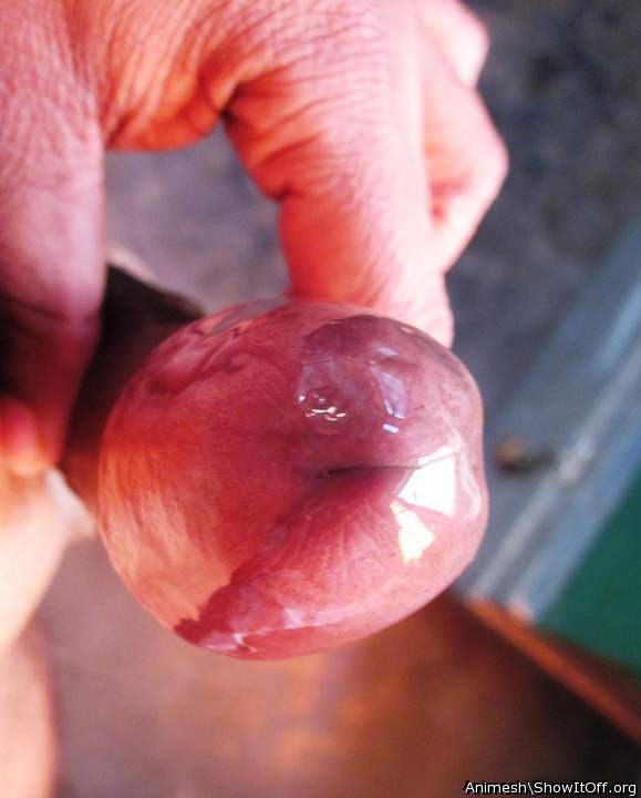 Photo of a weasel from Animesh