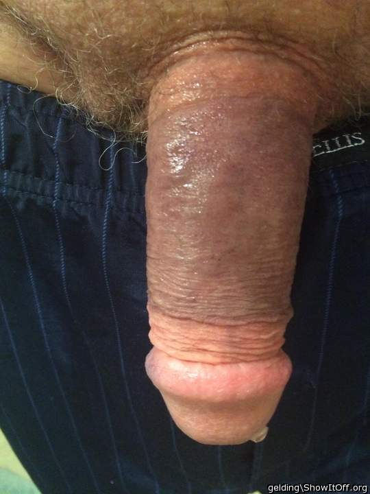 Photo of a snake from gelding