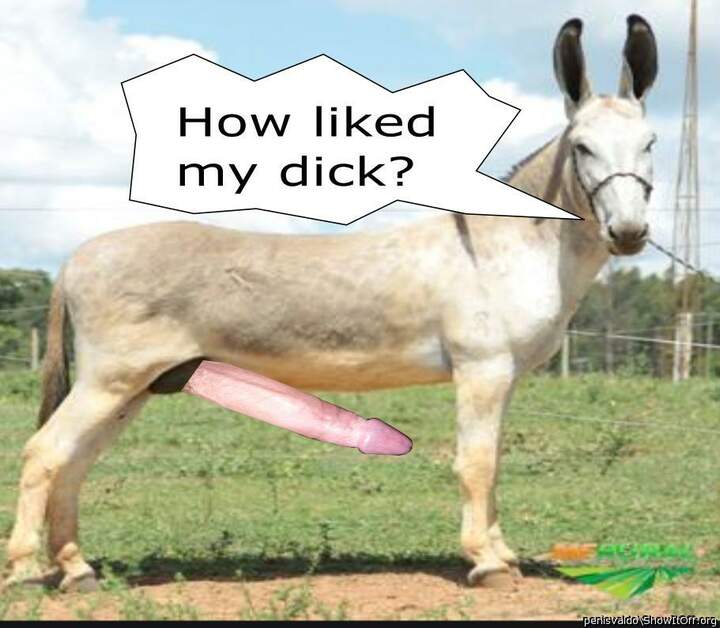 Dick animal searching
