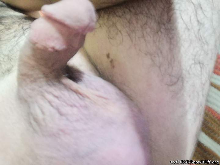 Photo of a lizard from evals666