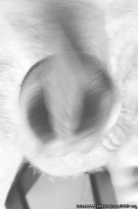 Photo of a weasel from John1111199999