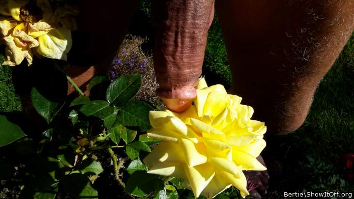 Photo of a love muscle from Bertie
