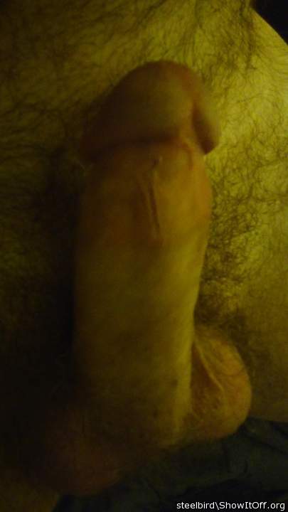 Photo of a cock from Steelbird
