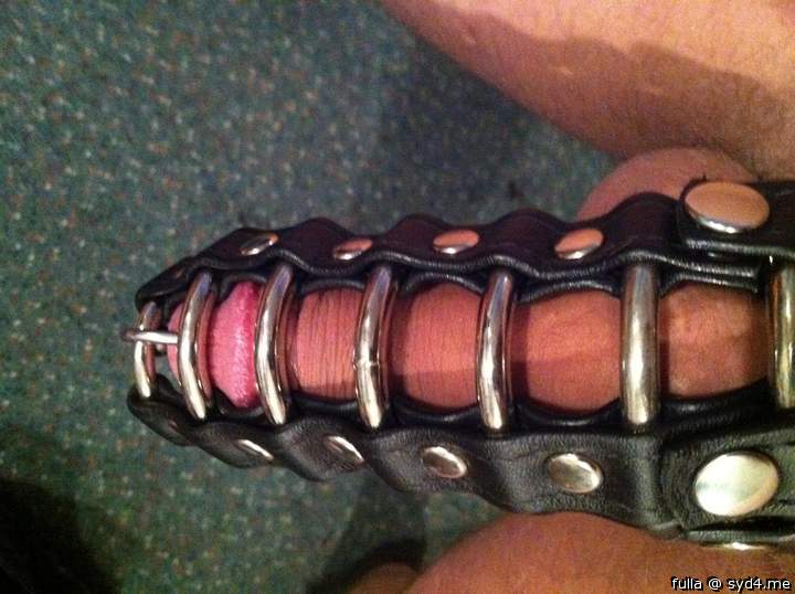 pierced cock in harness