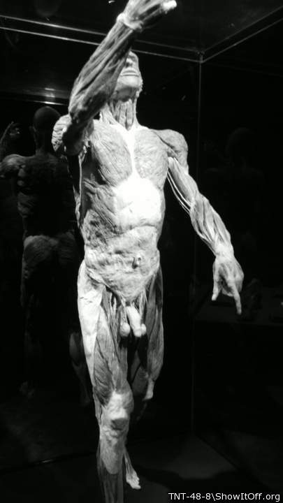 Photo of a phallus from TNT-48-8