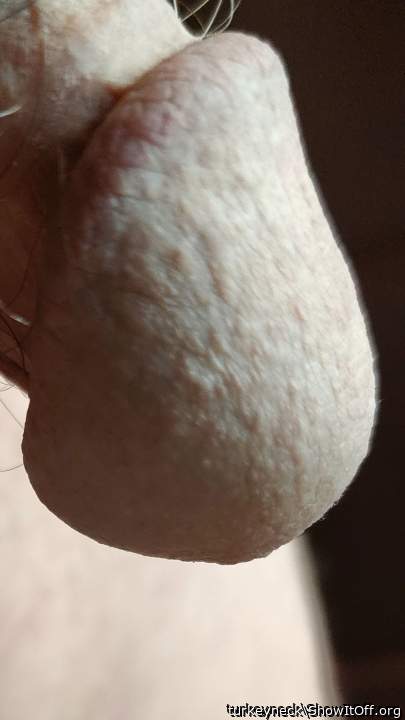 Photo of a bat from turkeyneck