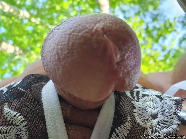 Photo of a python from Pantyboy