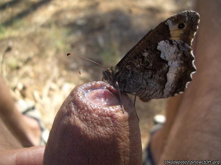  Lucky butterfly getting some cock nectar 