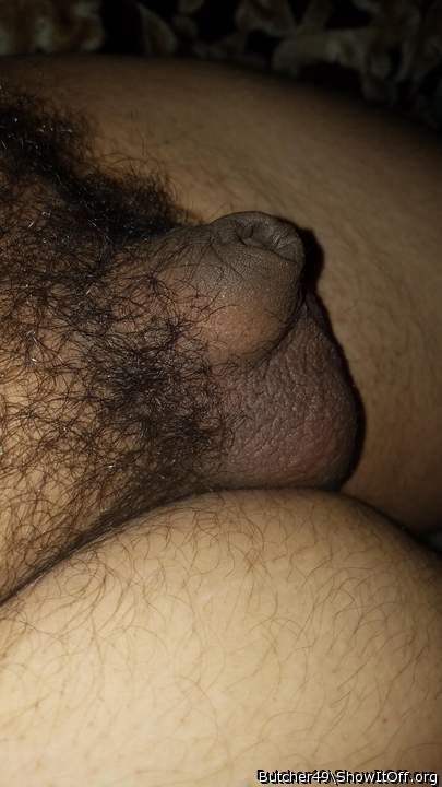 Photo of a weasel from butcher49