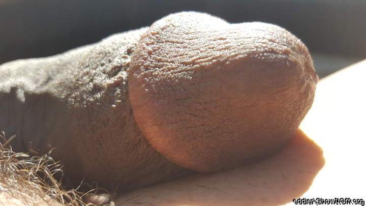 Photo of a lizard from eddier