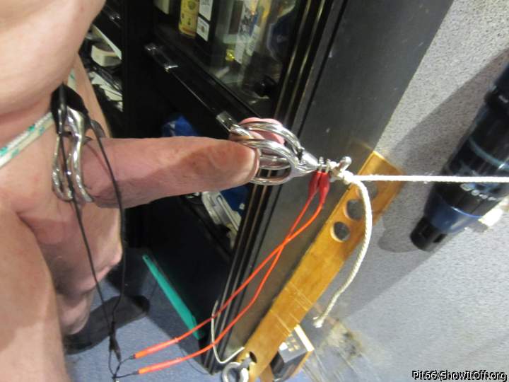Photo of a weasel from Pit66