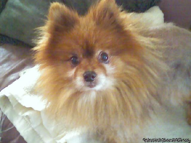 My Pomeranian.