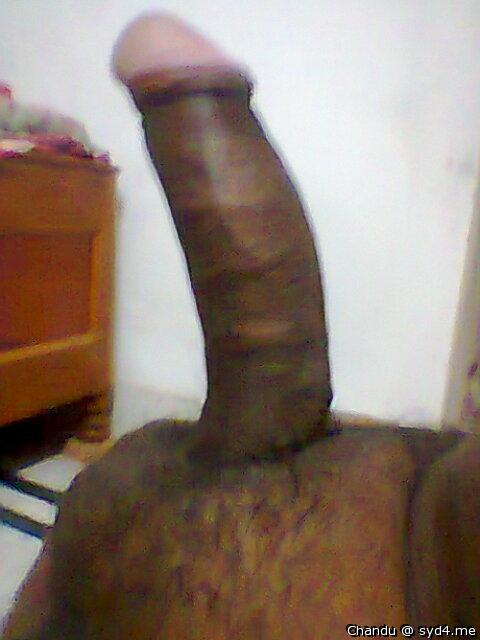 Photo of a bat from Chandu