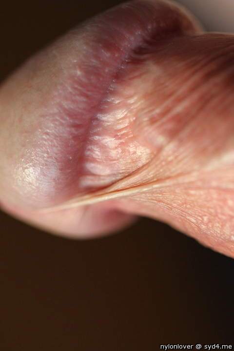 Frenulum