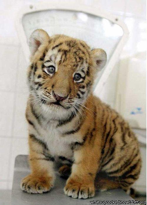king of the jungle