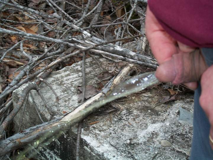 Photo of a bald-headed mouse from avgcock
