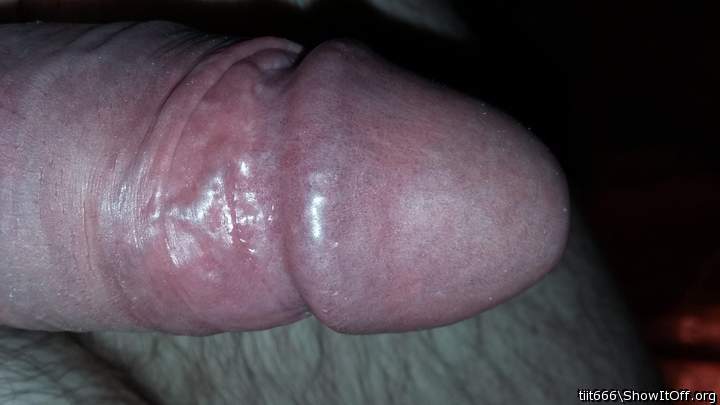 Photo of a cavalier from tiit666