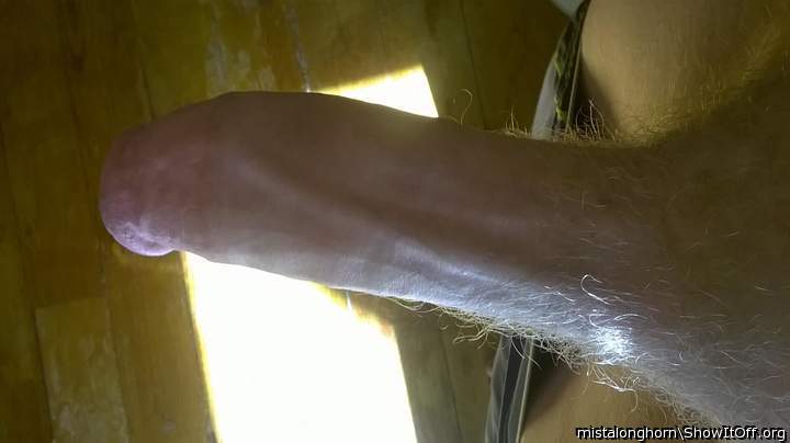 Photo of a bat from Mistalonghorn