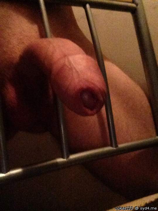 Photo of a snake from Lukas123