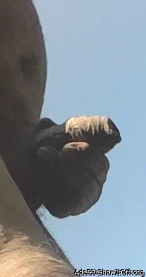 Photo of a bat from Ade59