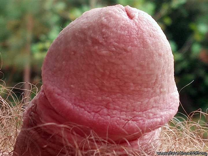 Photo of a wiener from weaselface