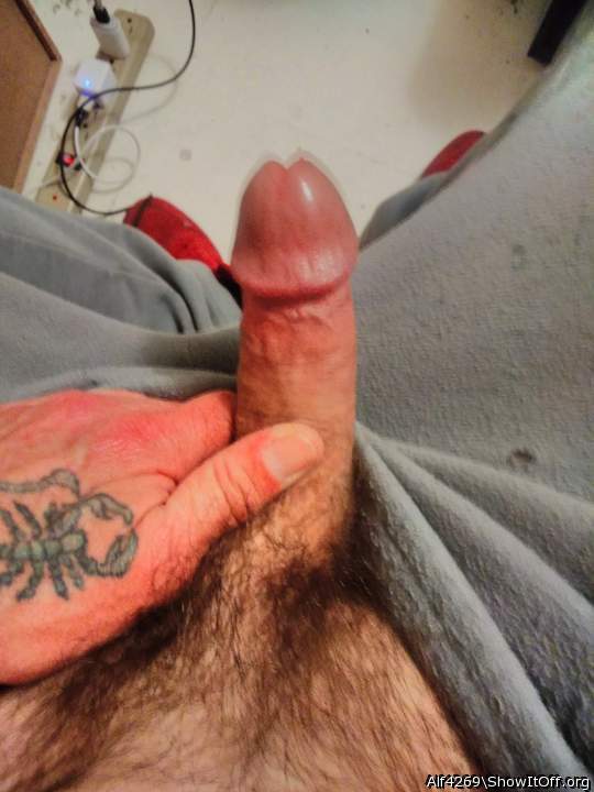 Photo of a penile from Alf4269