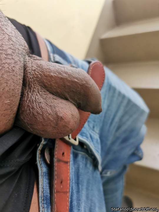 Photo of a middle leg from Stefanoo