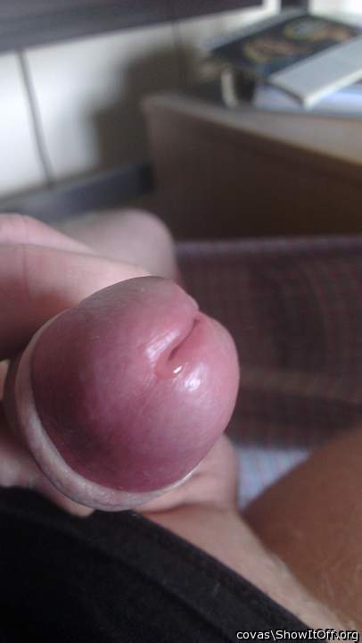 Photo of a weasel from covas